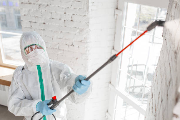 Best Black Mold Removal  in Elgin, SC